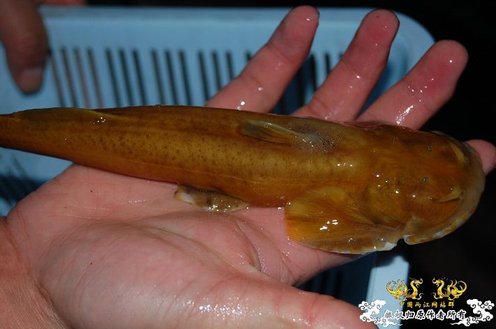 烧到超越甲流--成都12.12-12.13纪实！