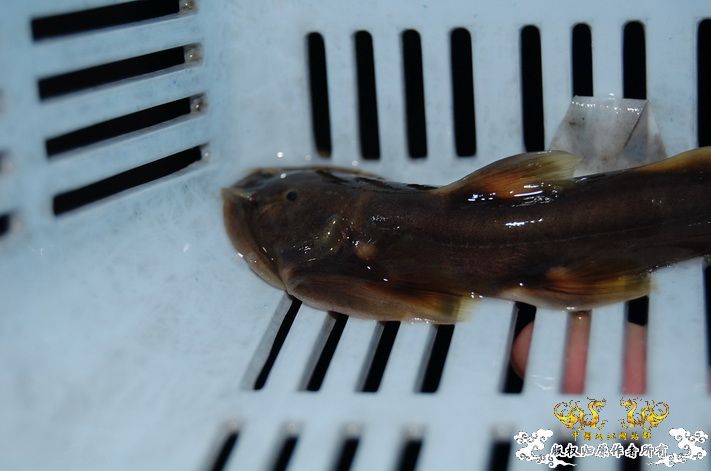 烧到超越甲流--成都12.12-12.13纪实！