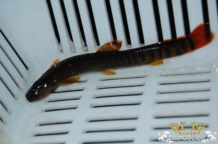 烧到超越甲流--成都12.12-12.13纪实！