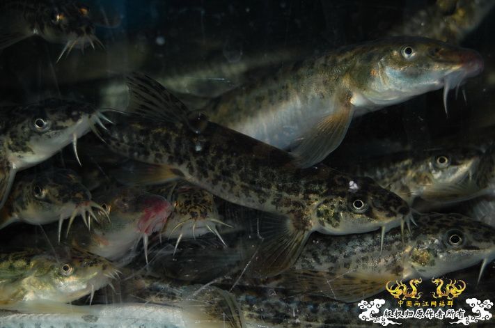 烧到超越甲流--成都12.12-12.13纪实！