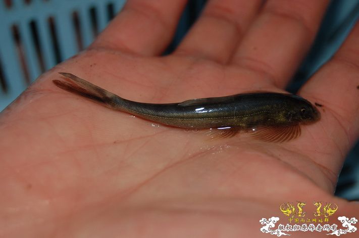 烧到超越甲流--成都12.12-12.13纪实！