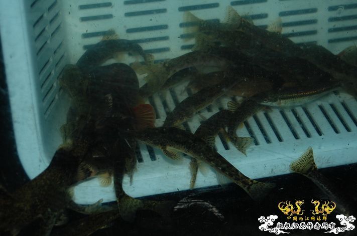 烧到超越甲流--成都12.12-12.13纪实！