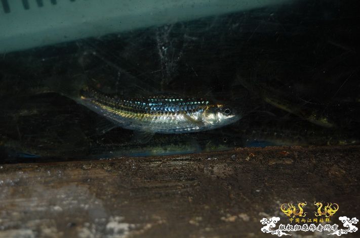 烧到超越甲流--成都12.12-12.13纪实！