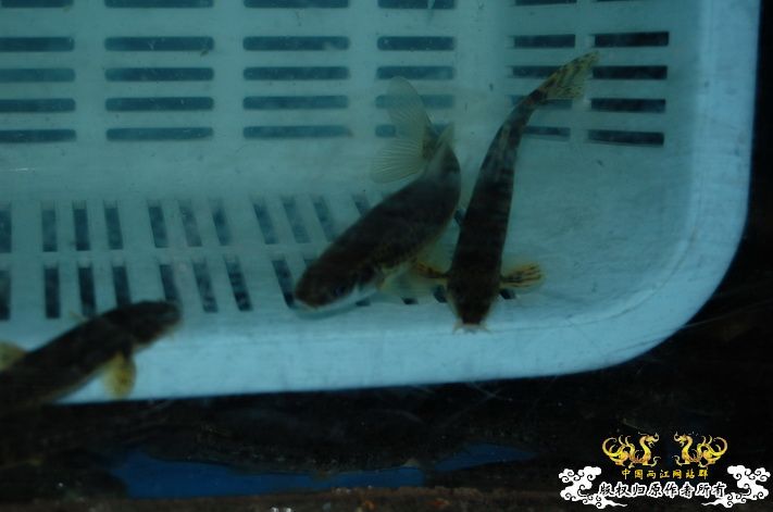 烧到超越甲流--成都12.12-12.13纪实！