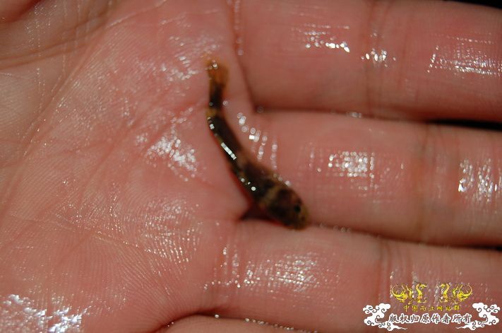 烧到超越甲流--成都12.12-12.13纪实！