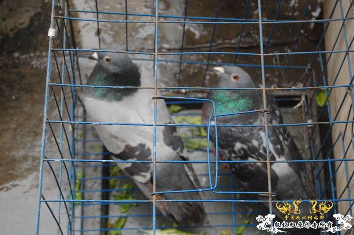 烧到超越甲流--成都12.12-12.13纪实！