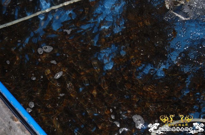 烧到超越甲流--成都12.12-12.13纪实！