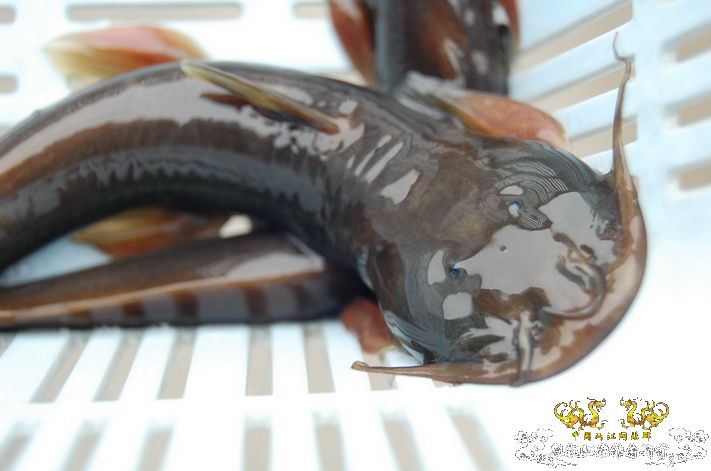 烧到超越甲流--成都12.12-12.13纪实！