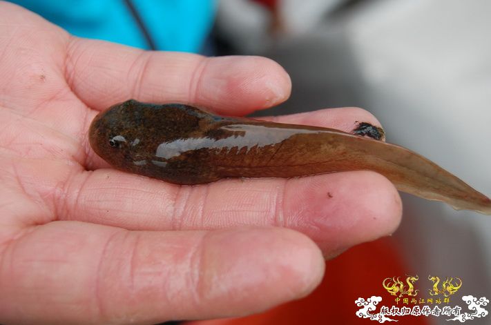 烧到超越甲流--成都12.12-12.13纪实！