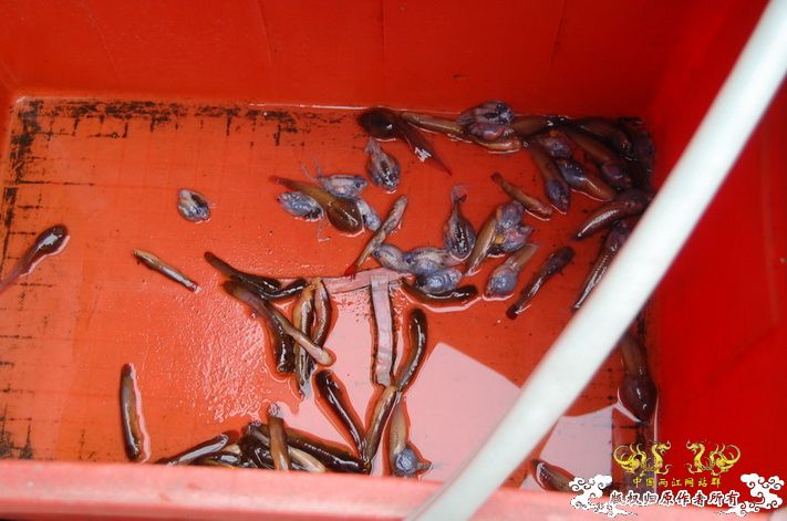 烧到超越甲流--成都12.12-12.13纪实！