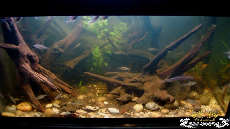 临时翻的80cm2#原生鱼缸 [12P]