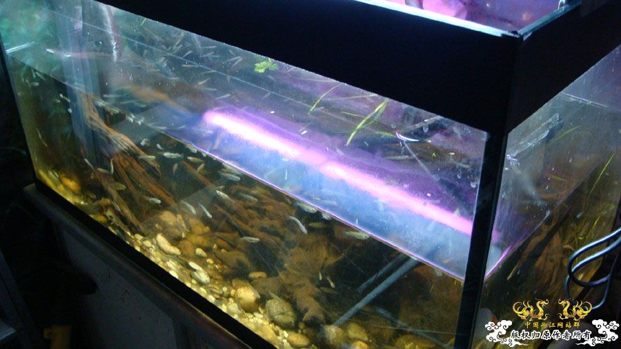 临时翻的80cm2#原生鱼缸 [12P]