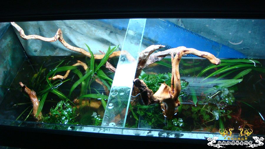 临时翻的80cm2#原生鱼缸 [12P]