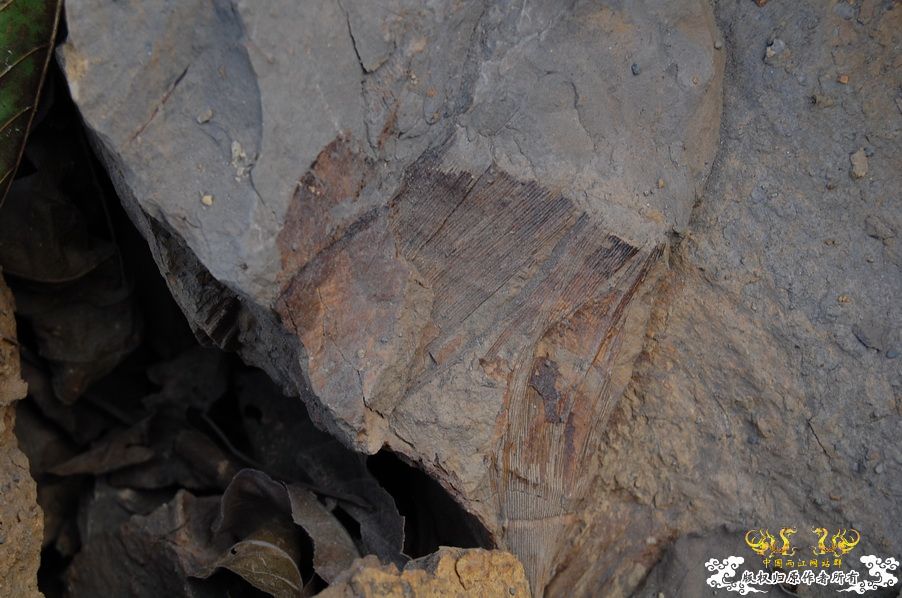 烧到超越甲流--成都12.12-12.13纪实！