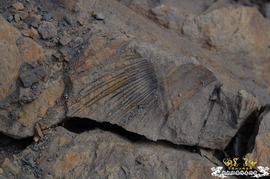 烧到超越甲流--成都12.12-12.13纪实！