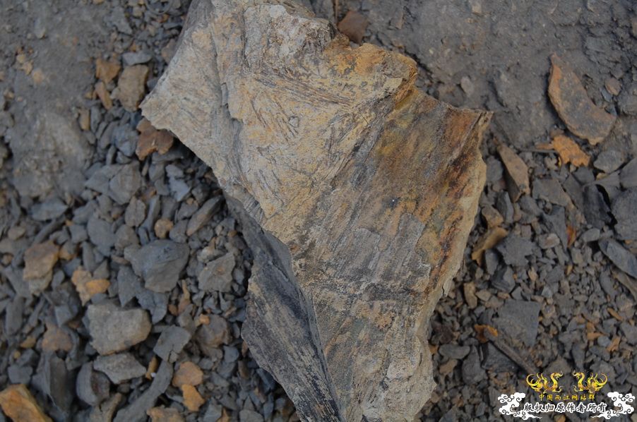 烧到超越甲流--成都12.12-12.13纪实！