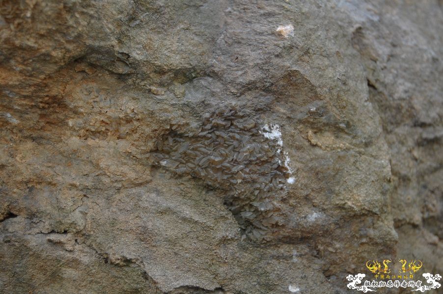 烧到超越甲流--成都12.12-12.13纪实！