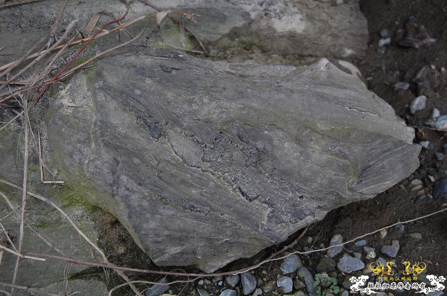 烧到超越甲流--成都12.12-12.13纪实！