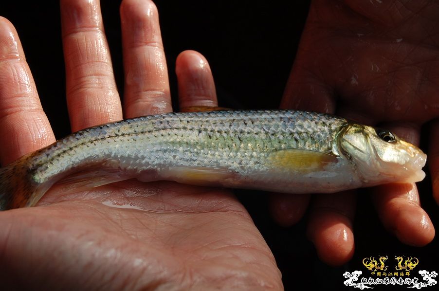 烧到超越甲流--成都12.12-12.13纪实！