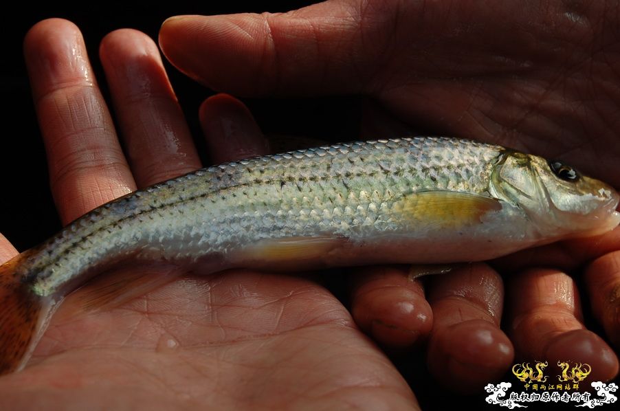 烧到超越甲流--成都12.12-12.13纪实！