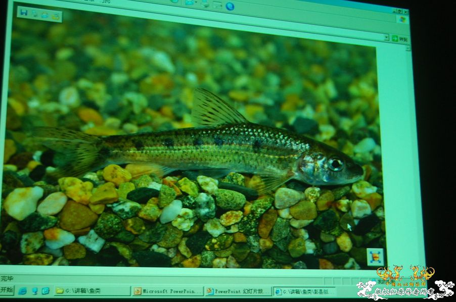 烧到超越甲流--成都12.12-12.13纪实！