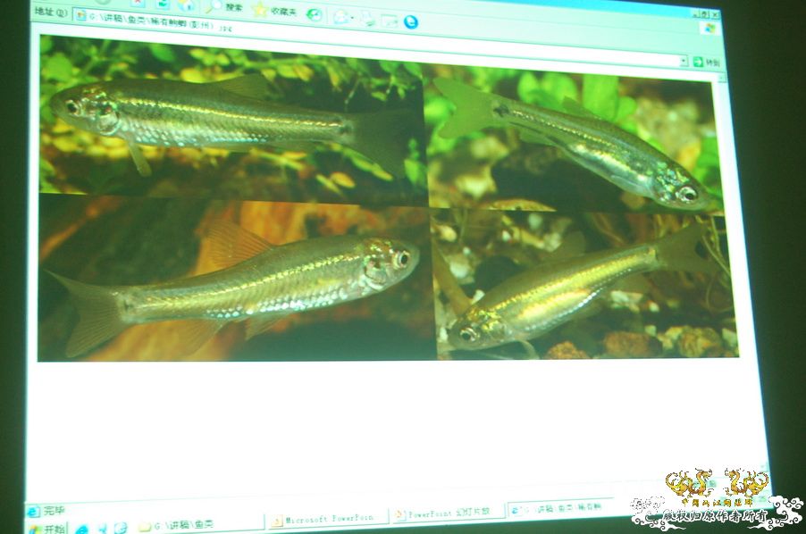 烧到超越甲流--成都12.12-12.13纪实！