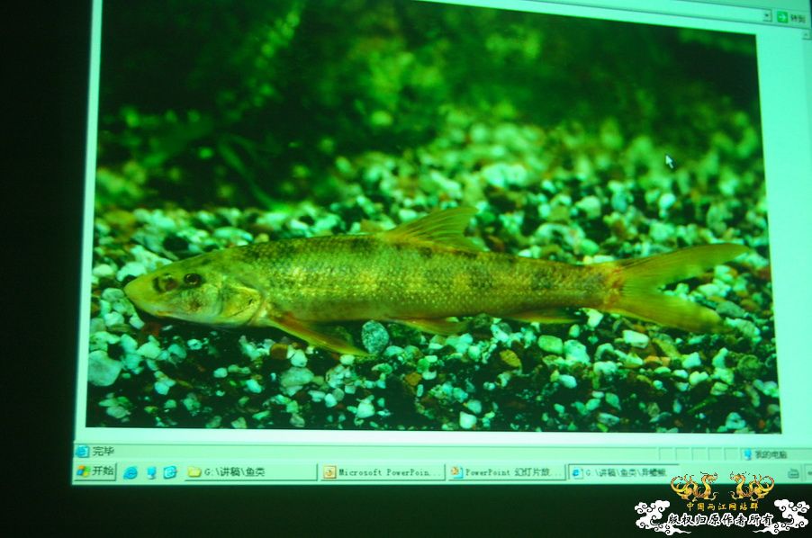 烧到超越甲流--成都12.12-12.13纪实！