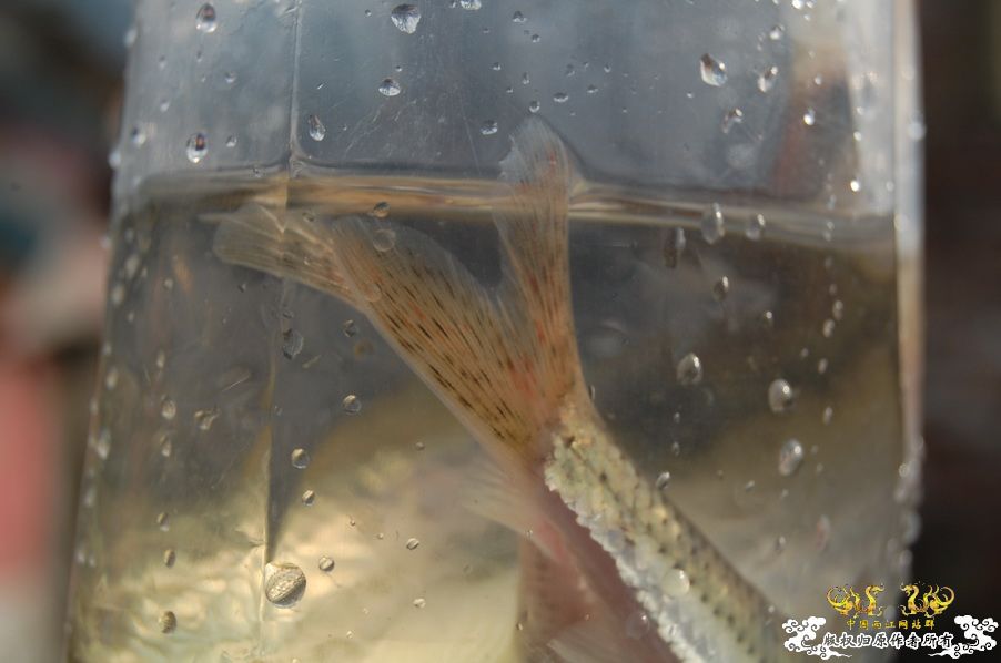 烧到超越甲流--成都12.12-12.13纪实！