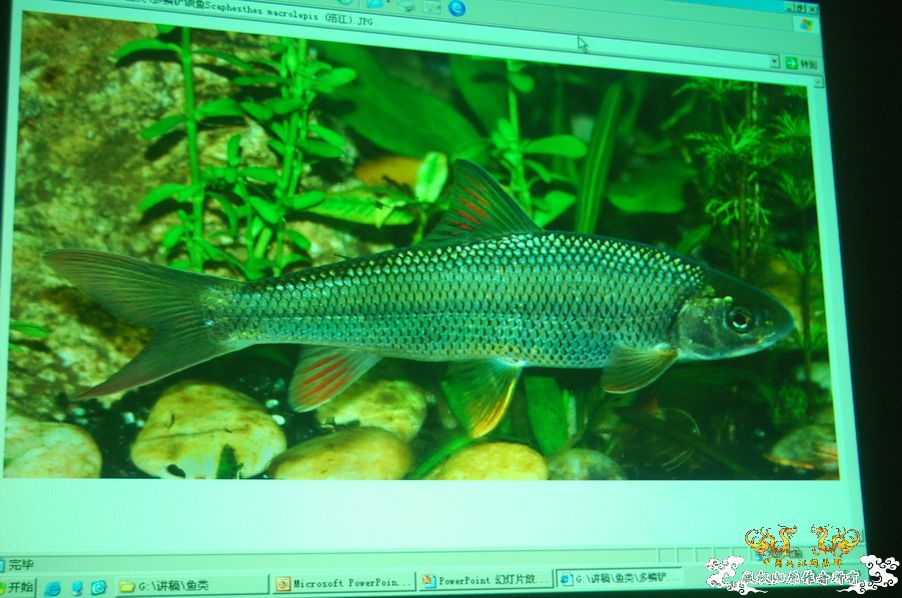 烧到超越甲流--成都12.12-12.13纪实！