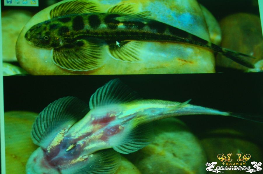 烧到超越甲流--成都12.12-12.13纪实！