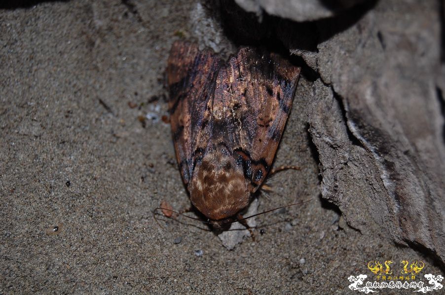 烧到超越甲流--成都12.12-12.13纪实！