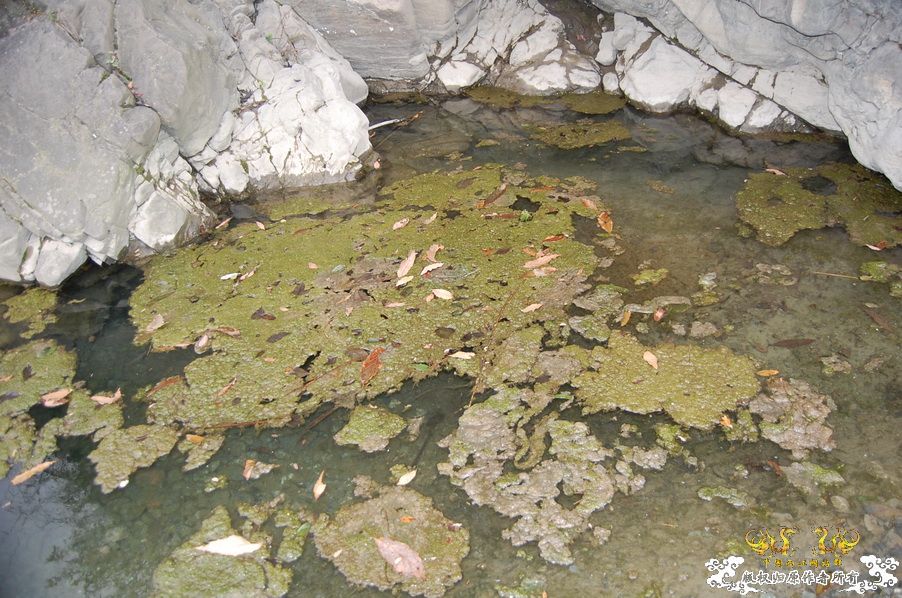 烧到超越甲流--成都12.12-12.13纪实！