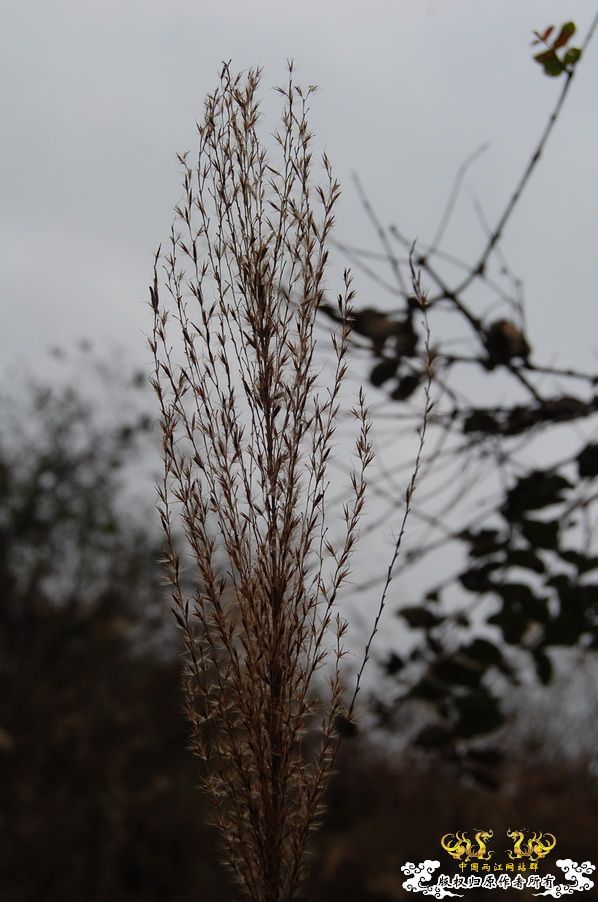 烧到超越甲流--成都12.12-12.13纪实！