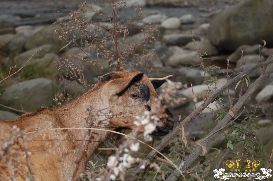 烧到超越甲流--成都12.12-12.13纪实！