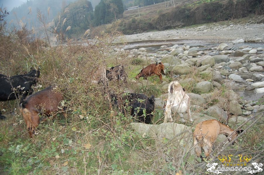 烧到超越甲流--成都12.12-12.13纪实！