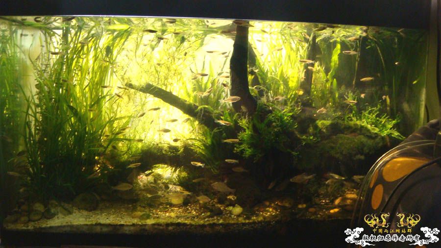 冬日阳光下的80cm1#原生鱼缸照 [21P]
