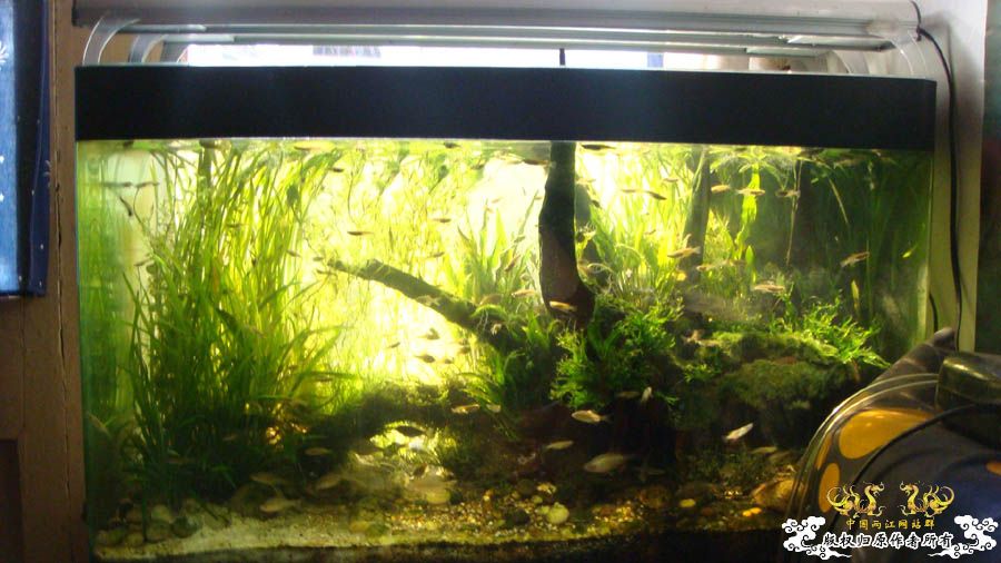 冬日阳光下的80cm1#原生鱼缸照 [21P]