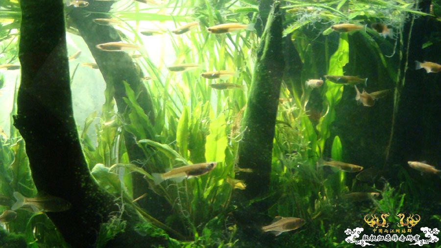 冬日阳光下的80cm1#原生鱼缸照 [21P]