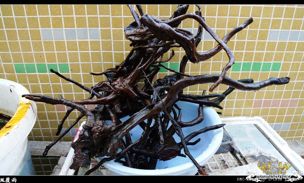 [原创]翻缸只为养本土原生！