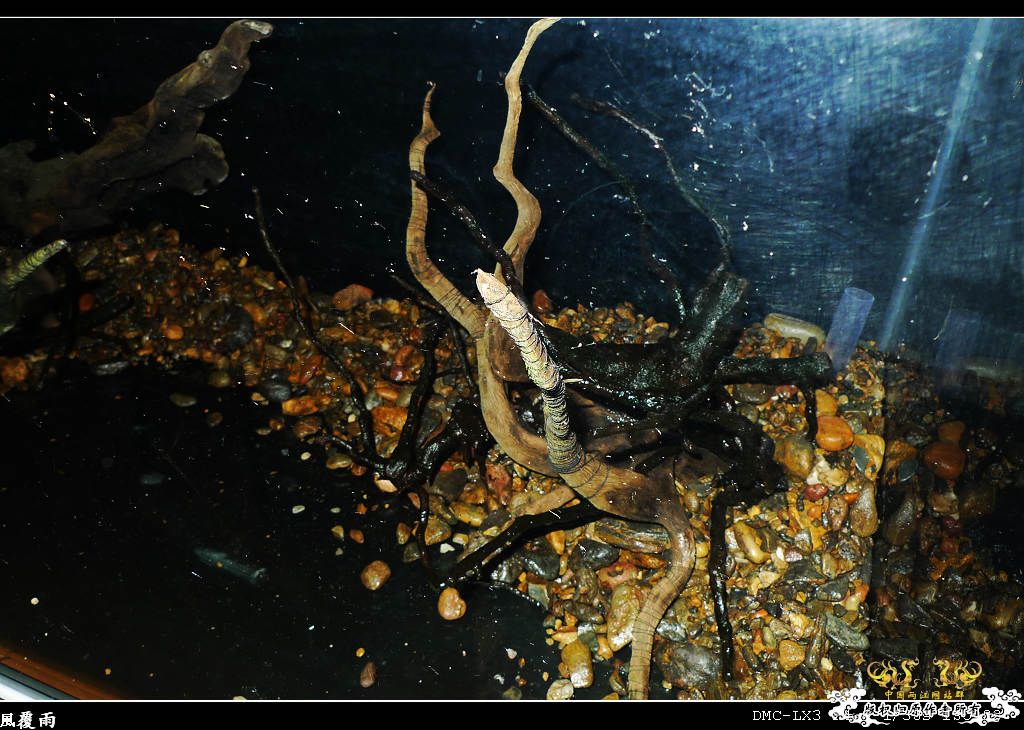 [原创]翻缸只为养本土原生！