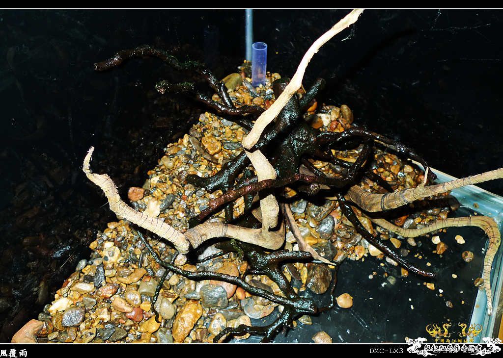 [原创]翻缸只为养本土原生！