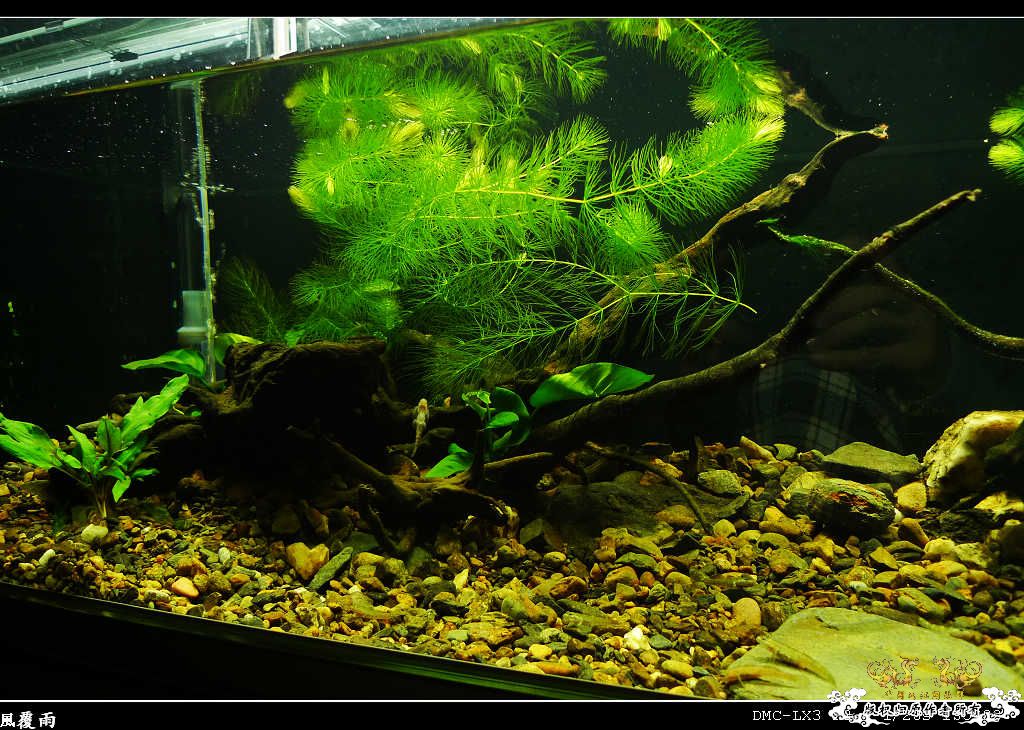 [原创]翻缸只为养本土原生！