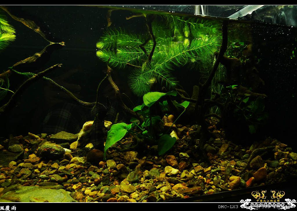 [原创]翻缸只为养本土原生！