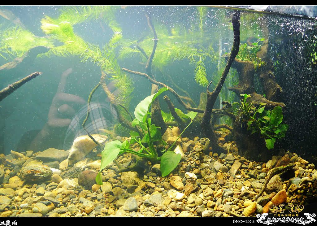 [原创]翻缸只为养本土原生！