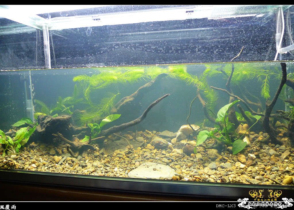 [原创]翻缸只为养本土原生！