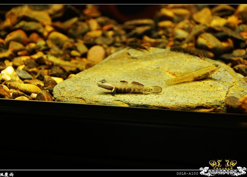 [原创]翻缸只为养本土原生！