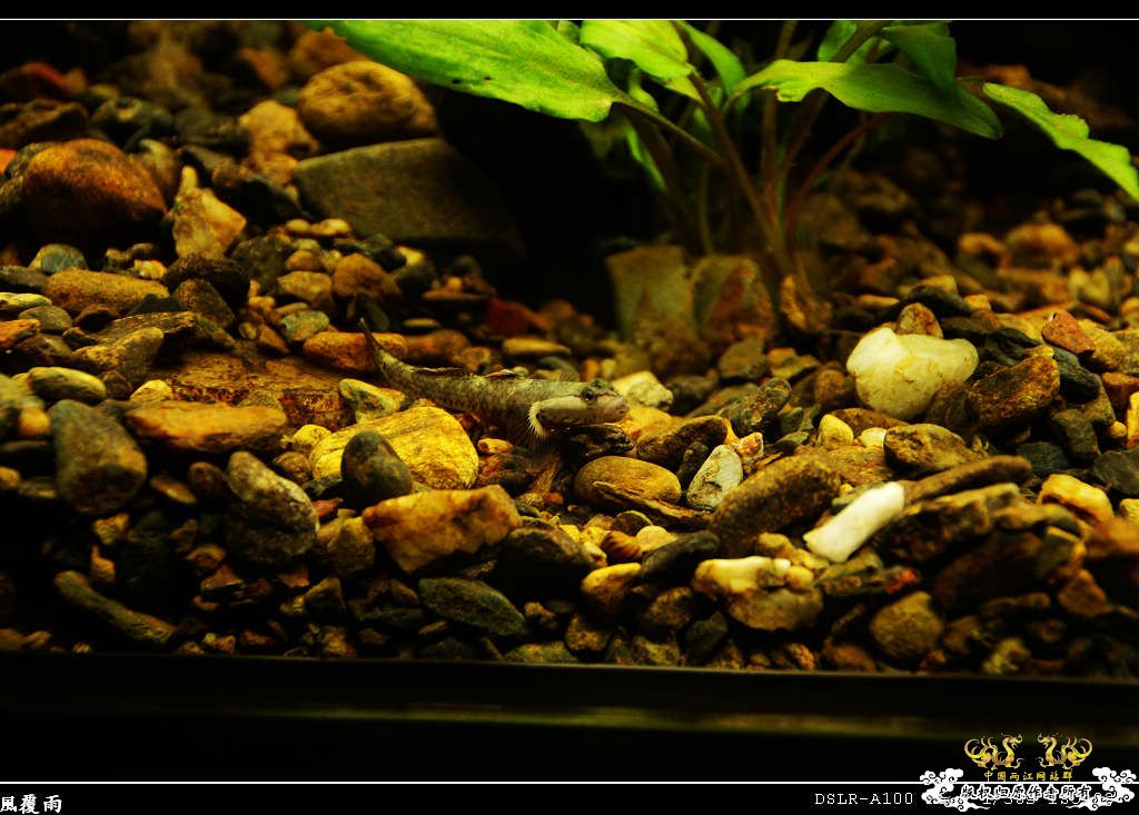 [原创]翻缸只为养本土原生！