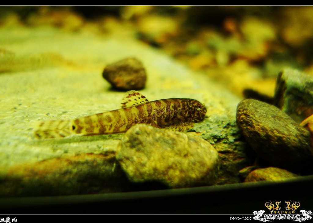 [原创]翻缸只为养本土原生！