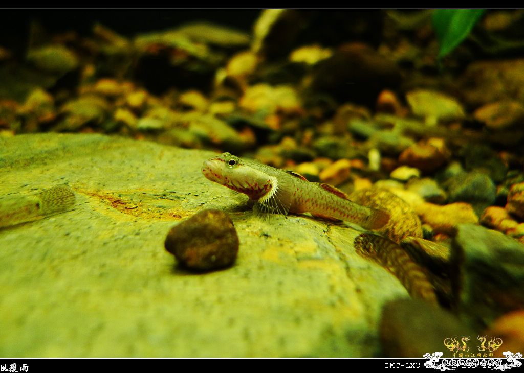 [原创]翻缸只为养本土原生！