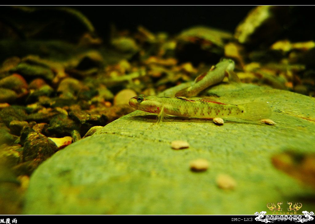 [原创]翻缸只为养本土原生！